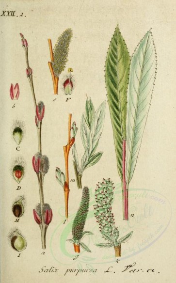 willow-00047 - salix purpurea [1511x2431]