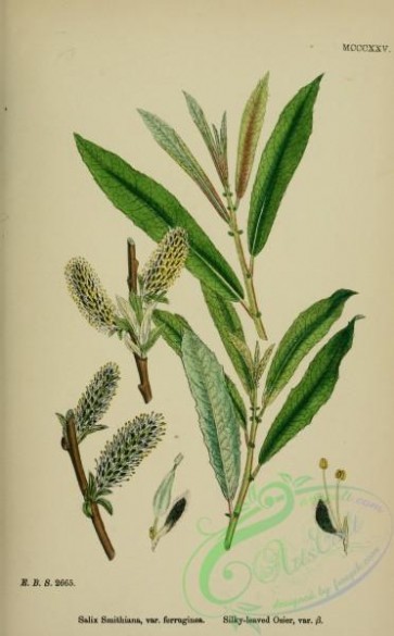 willow-00238 - Silky-leaved Osier, ferruginea, salix smithiana ferruginea