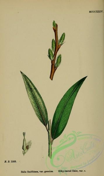 willow-00239 - Silky-leaved Osier, salix smithiana genuina