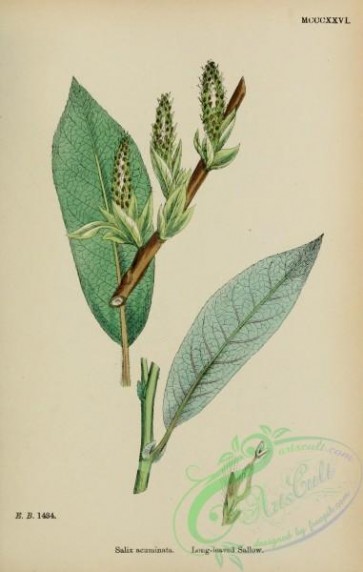willow-00301 - Long-leaved Sallow, salix acuminata
