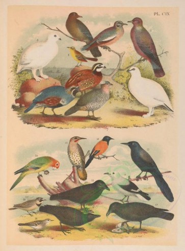 woodpeckers-00046 - 109-Red-billed Pigeon or Dove (1), White-winged Dove (2), Band-tailed Pigeon (3), Yellow Wagtail (4), White-tailed Grouse or Ptarmigan (5), Rock Grouse or Ptarmigan (6) [3912x5296]