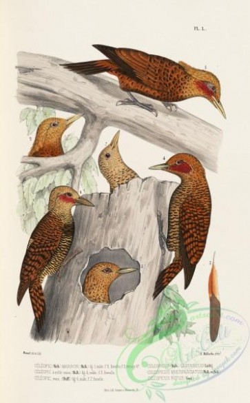 woodpeckers-00123 - celeopicus castaneus, celeopicus multifasciatus, celeopicus rufus