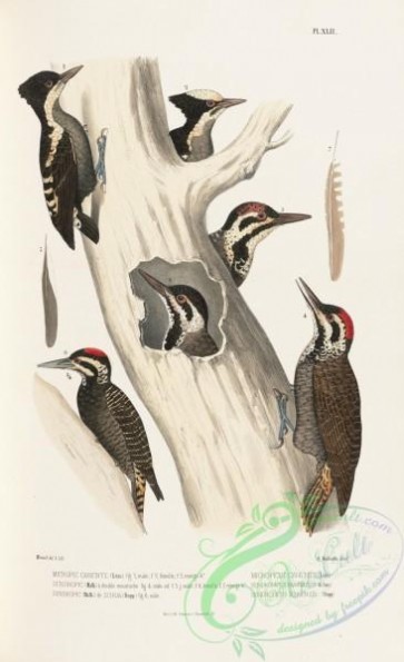 woodpeckers-00158 - micropicus canente, dendropicus biarmicus, dendropicus schoensis