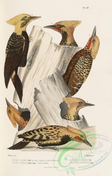 woodpeckers-00160 - Pale-crested Woodpecker, celeopicus lugubris, celeopicus ochraceus