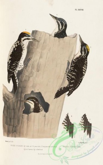 woodpeckers-00165 - picoides europaeus