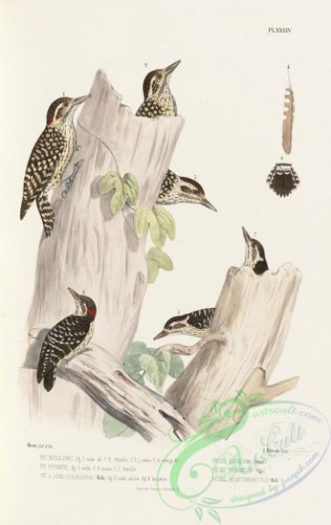 woodpeckers-00167 - picus bicolor, Spotted Piculet, picus pygmaeus, picus semicoronatus
