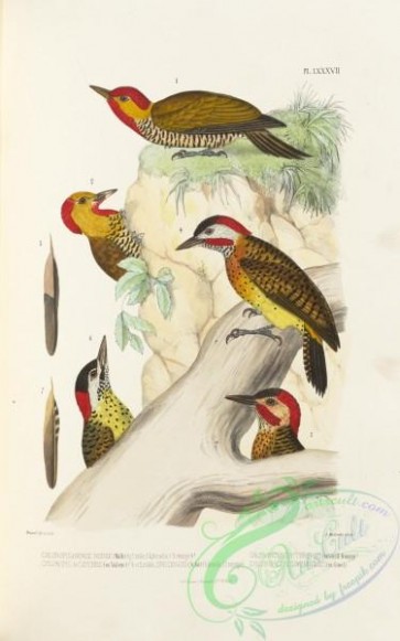 woodpeckers-00194 - chloropicus erythropsis, chloropicus cayennensis