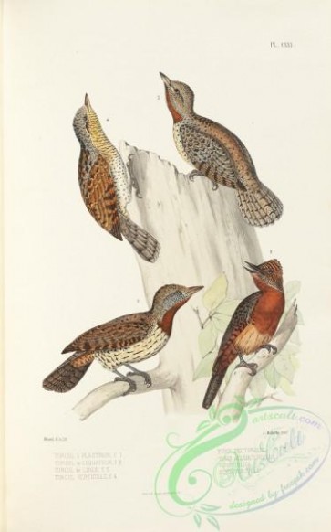 woodpeckers-00238 - Rufous-necked Wryneck (pectoralis), yunx pectoralis, yunx aequatorialis, yunx indica, Wryneck, yunx torquilla