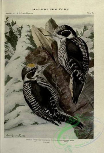 woodpeckers-00485 - American Three-toed Woodpecker