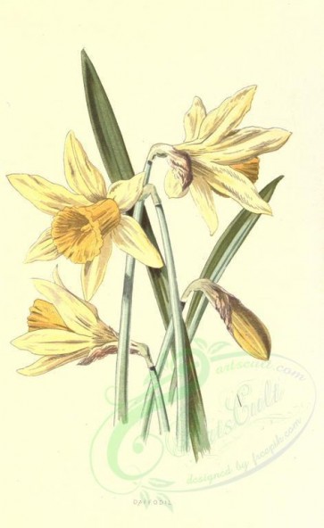yellow_flowers-00036 - Daffodil [1698x2766]