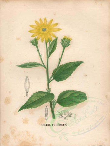 yellow_flowers-00511 - helianthus tuberosus [4840x6432]
