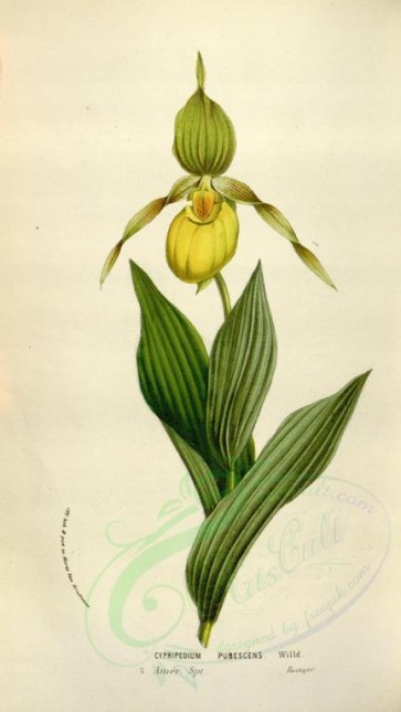 yellow_flowers-00545 - cypripedium pubescens [2067x3670]