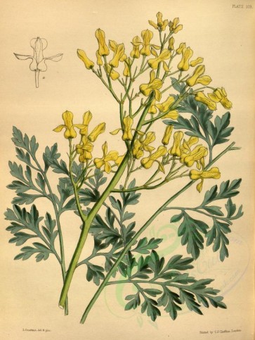 yellow_flowers-00614 - Golden-flowered Dielytra, dielytra chrysantha [2885x3838]