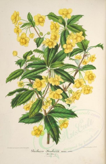 yellow_flowers-00819 - berberis hookerii [3902x6025]