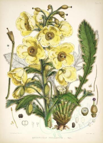 yellow_flowers-00859 - meconopsis nepalensis [5283x7328]