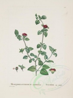 Redoute-00279 - mesembryanthemum cordifolium [3514x4664]