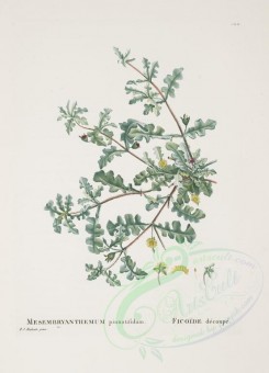 Redoute-00286 - mesembryanthemum pinnatifidum [3262x4517]