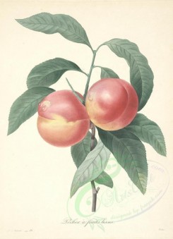 Redoute-00452 - Peach [4224x5836]