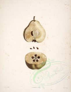 Redoute-00465 - Pear, 2 [4105x5345]