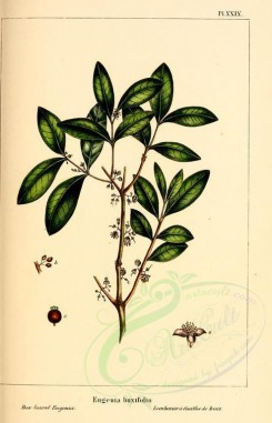 Redoute-00470 - Box-leaved Eugenia, eugenia buxifolia [2218x3442]