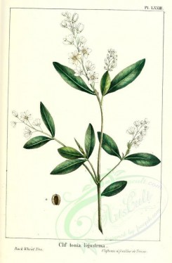 Redoute-00529 - Buck Wheat Tree, cliftonia ligustrma [2286x3484]