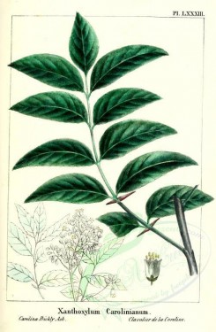 Redoute-00534 - Carolina Prickly Ash, xanthoxylum carolinianum [2286x3493]
