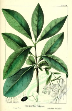 Redoute-00549 - Fringe Tree, chionanthus virginica [2286x3493]