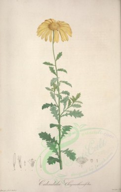 Redoute-00592 - calendula chrysanthemifolia [3795x6010]