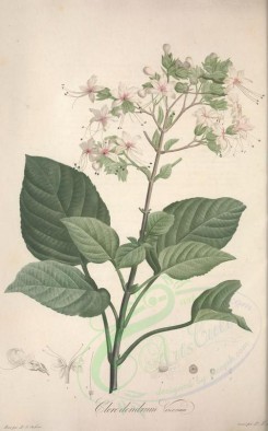 Redoute-00597 - clerodendrum viscosum [3747x6010]