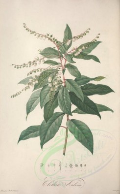 Redoute-00598 - clethra arborea [3741x6010]