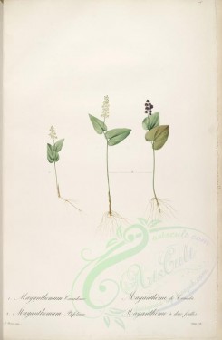 Redoute-01018 - mayanthemum bifolium [4166x6372]
