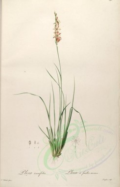 Redoute-01083 - pleea tenuifolia [4121x6384]