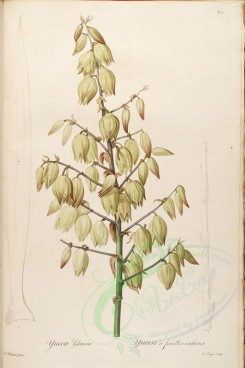 Redoute-01160 - yucca gloriosa, 2 [4235x6353]