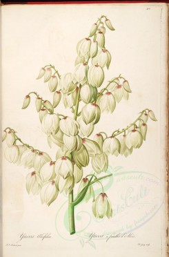 Redoute-01219 - yucca aloifalia, 2 [4225x6406]