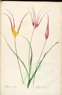 Redoute-01276 - tulipa cornuta [4310x6580]