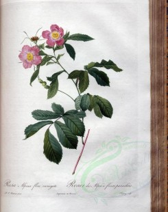 Redoute-01290 - rosa alpina flore variegato [3400x4300]