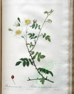 Redoute-01295 - rosa arvensis ovata [3400x4300]