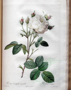 Redoute-01322 - rosa centifolia mutabilis [3400x4300]