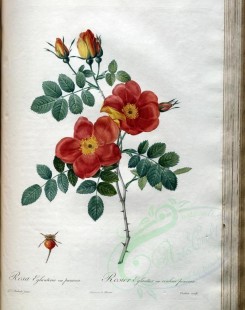 Redoute-01340 - rosa eglanteria punicea [3400x4300]