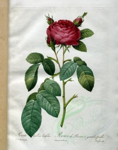 Redoute-01357 - rosa gallica latifolia [3400x4300]