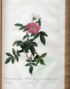 Redoute-01421 - rosa reclinata flore simplici [3400x4300]