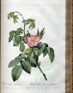 Redoute-01449 - rosa villosa terebenthina [3400x4300]