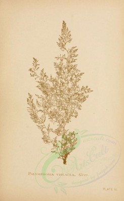 algae-00010 - Polysiphonia Violacea (L) [2061x3333]