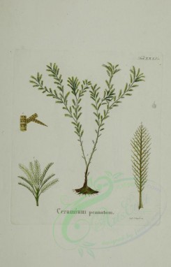algae-00038 - ceramium pennatum [2419x3767]