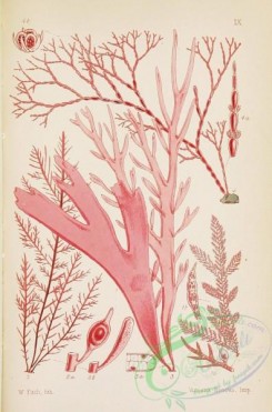 algae-00092 - 009-polysiphonia parasitica, gelidium corneum, halymenia ligulata, griffithsia corallina