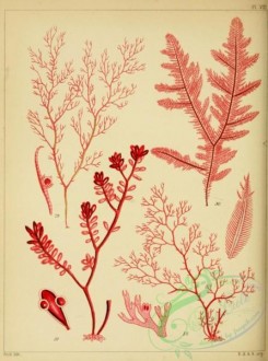 algae-00131 - 008-ceramium rubrum, ptilota plumosa, chylocladia ovalis, microcladia glandulosa