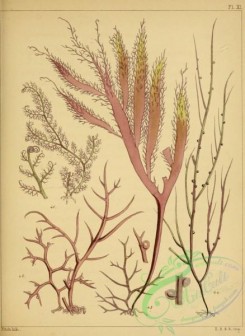 algae-00134 - 011-bostrychia scorpioides, gigartina acicularis, rhodymenia jubata, gracilaria confervoides
