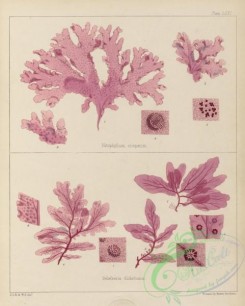 algae-00282 - nitophyllum crispatum, delesseria dichotoma