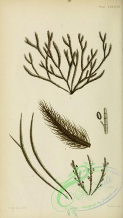 algae-00470 - cladostephus spongiosus