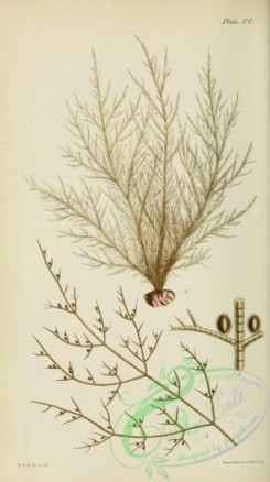algae-00480 - ectocarpus granulosus